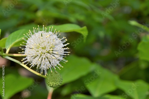 Cephalanthus occidentalis flowering plant, Rubiaceae. Common names: buttonbush, common buttonbush, button-willow. White flowers arranged in a dense spherical inflorescence