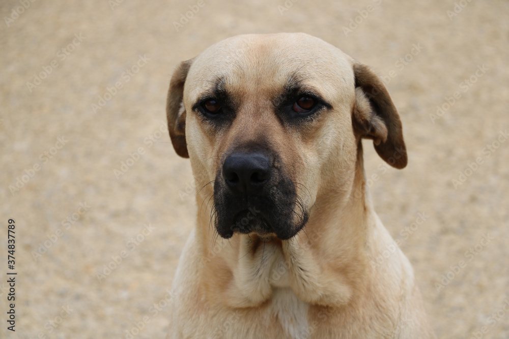 Obraz premium Close-up of a wandering light-colored dog with sad eyes. Homeless animals concept.