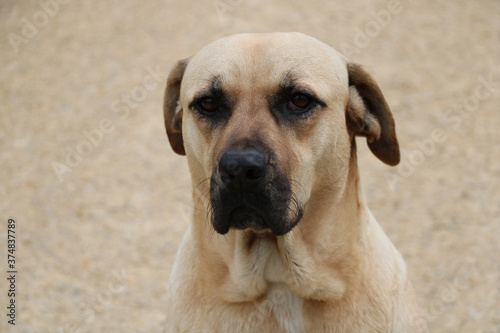 Close-up of a wandering light-colored dog with sad eyes. Homeless animals concept.