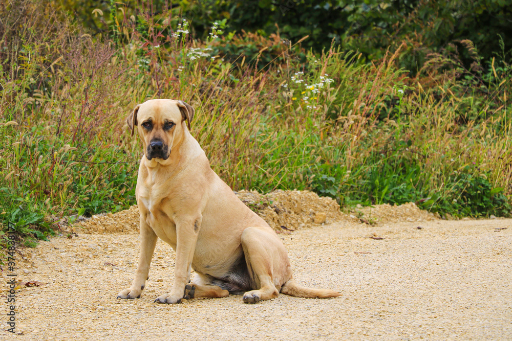 Obraz premium A large light-colored dog is sitting on the road.