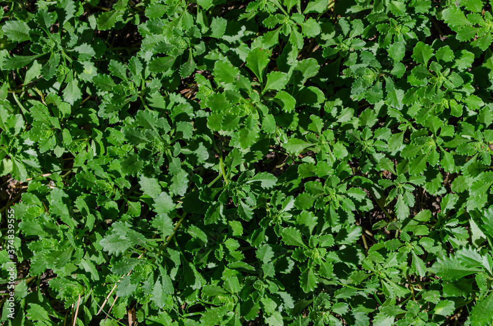 Green grass, top view, background. Green grass, top view, background.