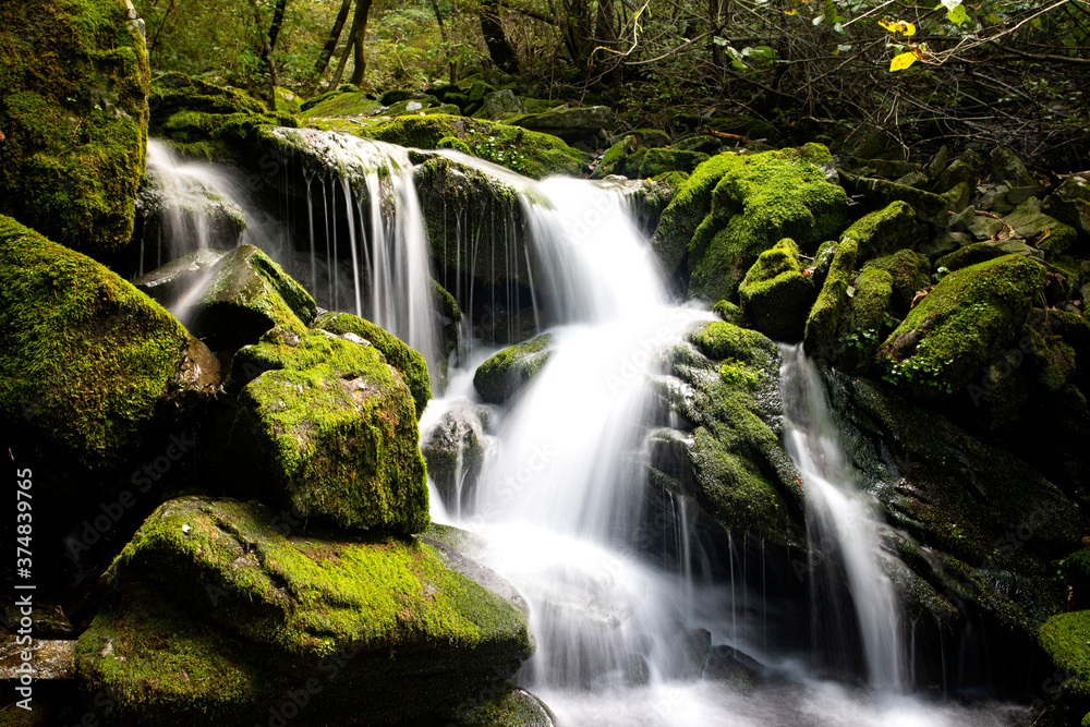 Obraz premium Water flow in a mossy valley