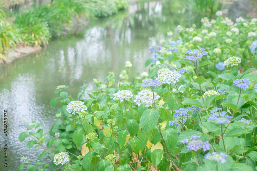 Ajisai - Hydrangea Flower in Nagai Park in Osaka Ajisai - Hydrangea Flower in Nagai Park in Osaka