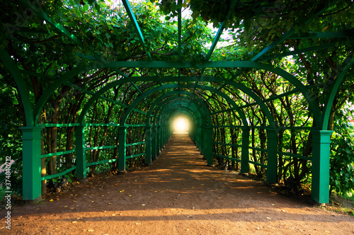 Dramatic park alley corridor background