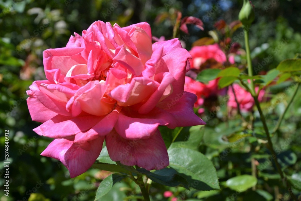 Beautiful Rose flower, closeup. Pink Rose (latin: Rosa genus) on the branch. Colorful, delicate rose in the garden Beautiful Rose flower, closeup. Pink Rose (latin: Rosa genus) on the branch. Colorful, delicate rose in the garden