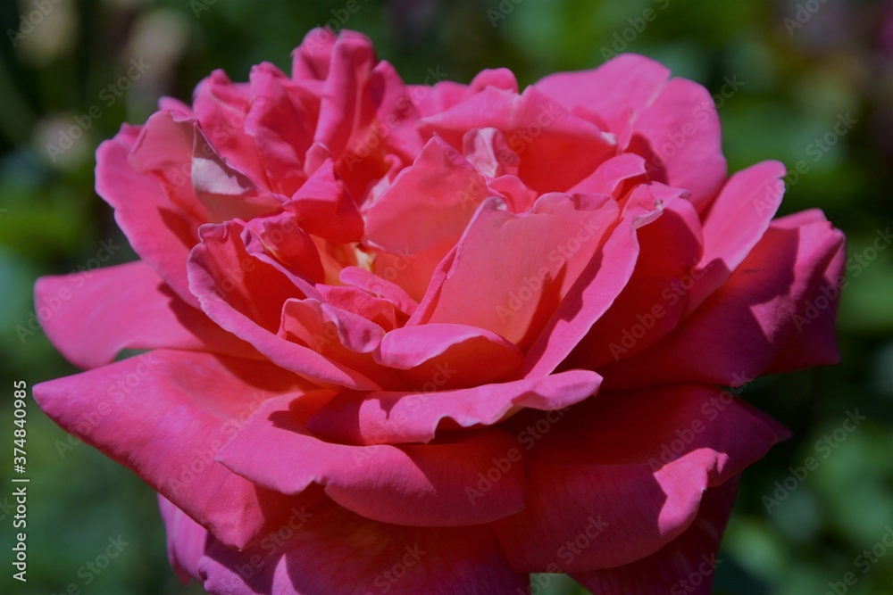 Beautiful Rose flower, closeup. Pink Rose (latin: Rosa genus) on the branch. Colorful, delicate rose in the garden. Closeup Beautiful Rose flower, closeup. Pink Rose (latin: Rosa genus) on the branch. Colorful, delicate rose in the garden. Closeup