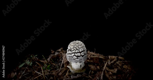 A timelapse of the mushroom  Amanita pantherina. Isolated on black  background.