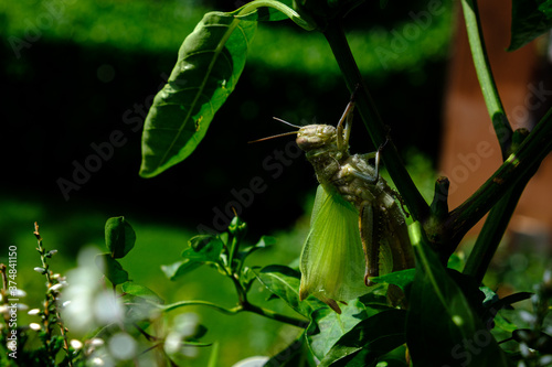 Locusta Egiziana photo