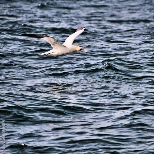Gannet in flight at Bempton Cliffs © Simon Edge