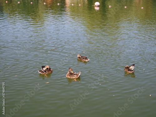 ducks in the pond clean their wings. Wildlife birds in their natural habitat.
