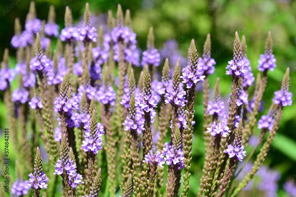 Verbena hastata (American vervain, blue vervain or swamp verbena) beautiful purple flowers. Selective focus Verbena hastata (American vervain, blue vervain or swamp verbena) beautiful purple flowers. Selective focus