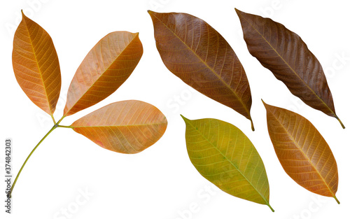 Dry leaves from isolated rubber trees Can be found in Asia.