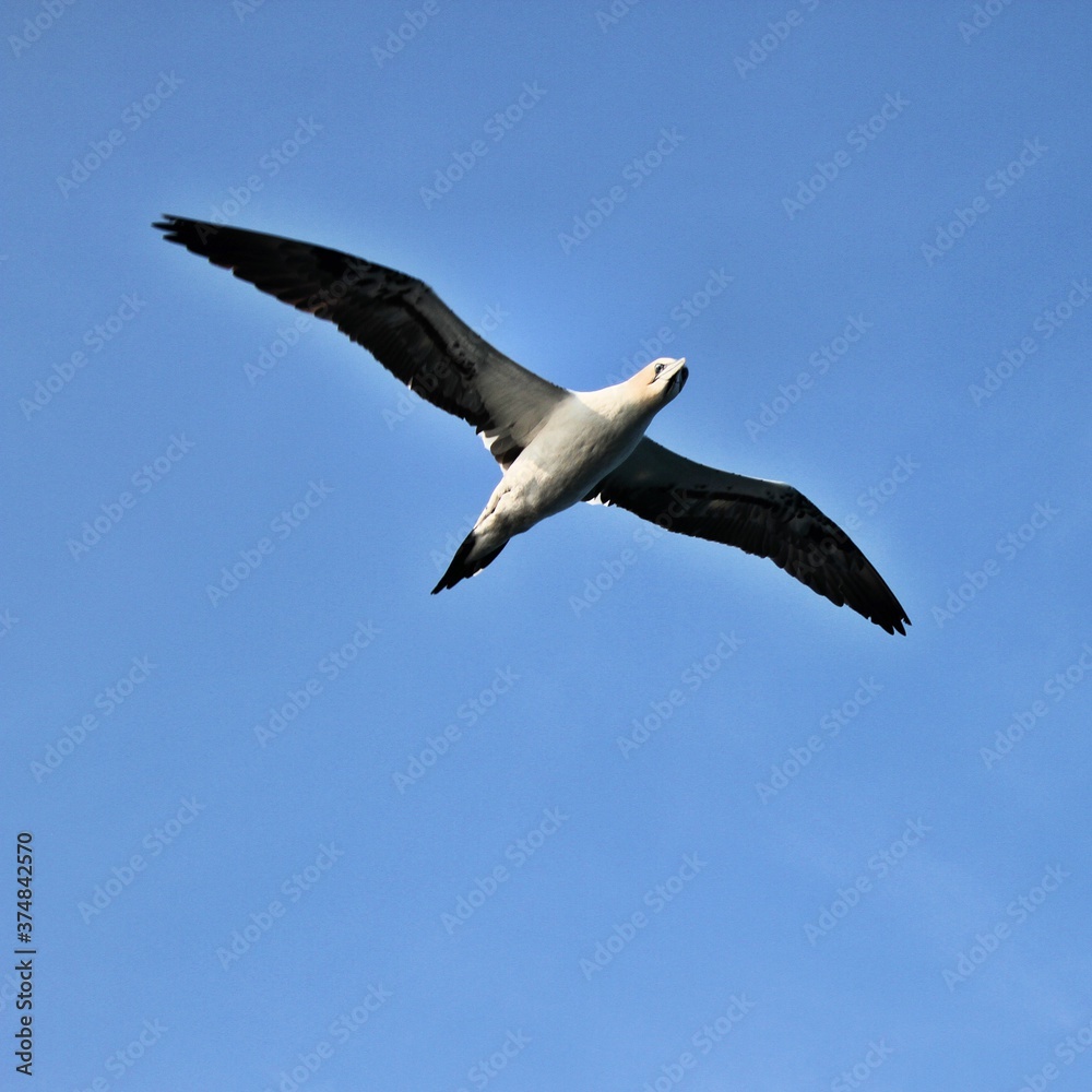 Gannet in flight at Bempton Cliffs Gannet in flight at Bempton Cliffs