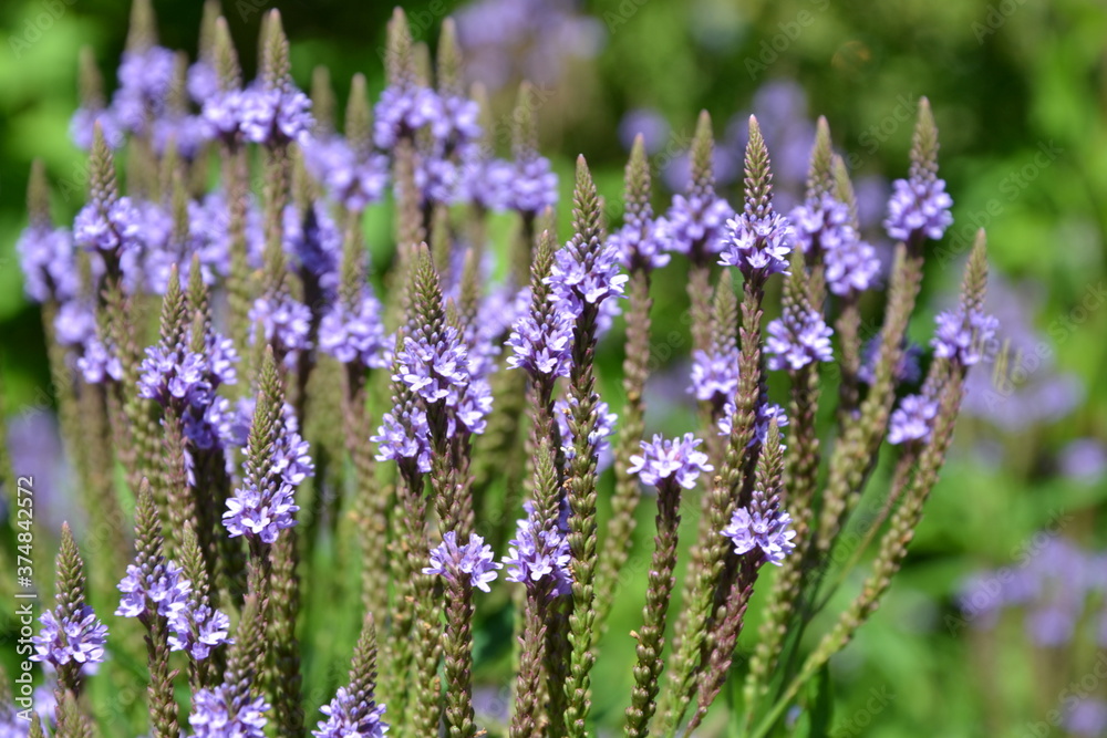 Verbena hastata (American vervain, blue vervain or swamp verbena) beautiful purple flowers. Selective focus Verbena hastata (American vervain, blue vervain or swamp verbena) beautiful purple flowers. Selective focus