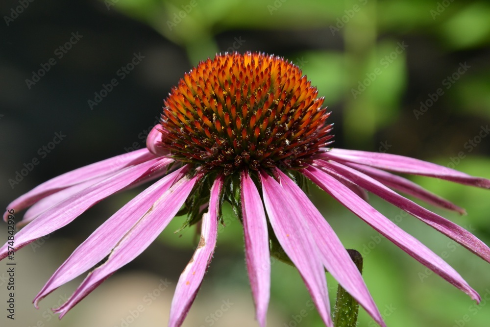 Echinacea purpurea (eastern purple coneflower, purple coneflower, hedgehog coneflower) flower.
Echinacea purpurea pink coneflower flower in bloom. Echinacea purpurea (eastern purple coneflower, purple coneflower, hedgehog coneflower) flower.
Echinacea purpurea pink coneflower flower in bloom.