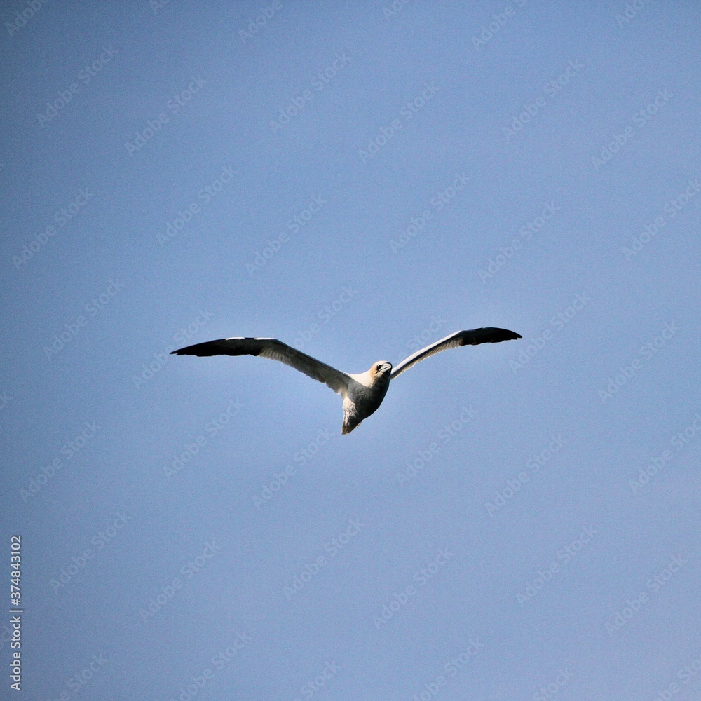 Gannet in flight at Bempton Cliffs Gannet in flight at Bempton Cliffs