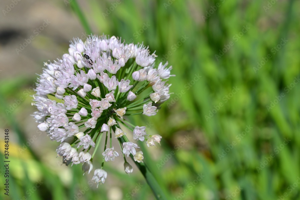 Single, blooming white allium flower. Allium flower (onion, garlic, scallion, shallot, leek, and chives) in full bloom. Allium growing in the garden. Selective focus Single, blooming white allium flower. Allium flower (onion, garlic, scallion, shallot, leek, and chives) in full bloom. Allium growing in the garden. Selective focus