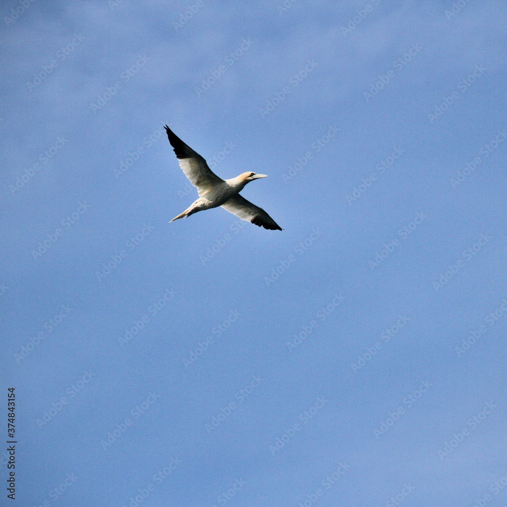 Gannet in flight at Bempton Cliffs Gannet in flight at Bempton Cliffs