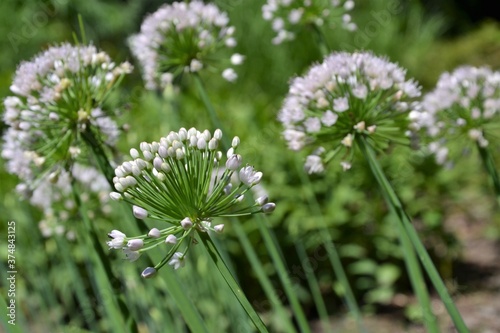 Allium flower (onion, garlic, scallion, shallot, leek, and chives) in full bloom. Beautiful meadow with flowers of white Allium. Selective focus