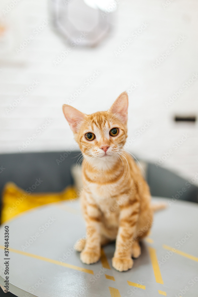 Ginger tabby young cat looking in the camera