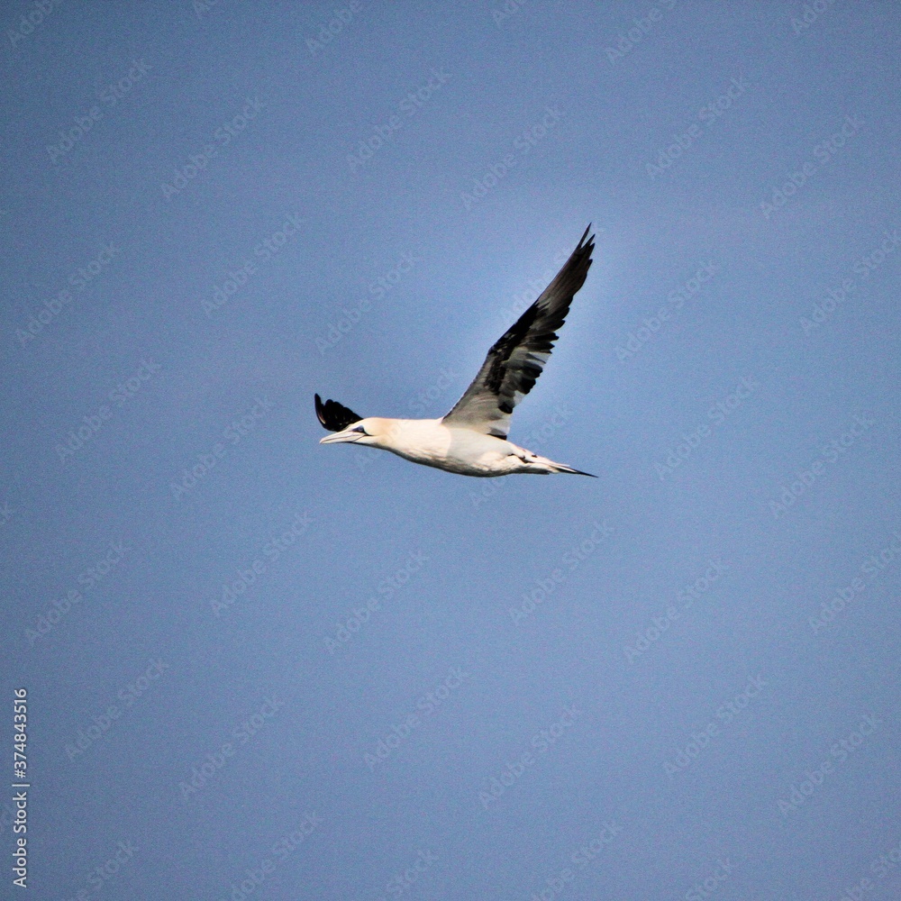 Gannet in flight at Bempton Cliffs Gannet in flight at Bempton Cliffs