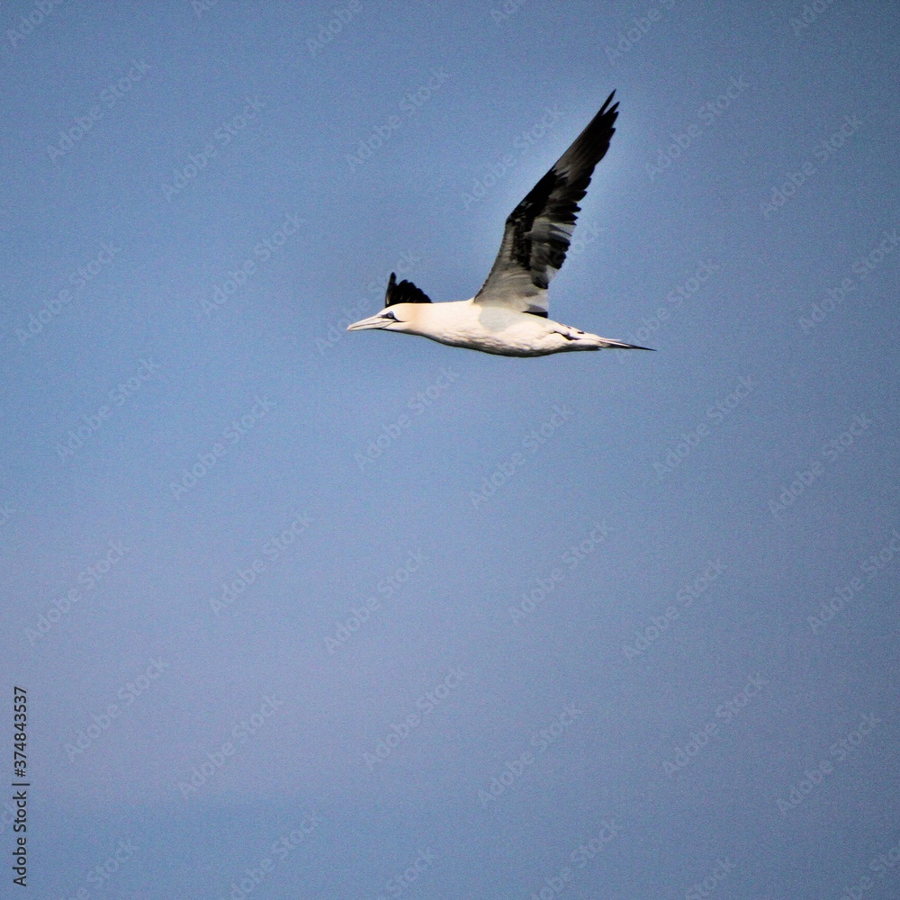 Obraz premium Gannet in flight at Bempton Cliffs