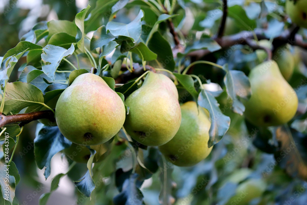 Green pears hanging on a tree branch. Pear tree in the autumn orchard Green pears hanging on a tree branch. Pear tree in the autumn orchard