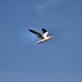 Gannet in flight at Bempton Cliffs