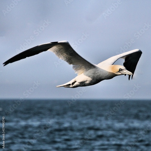 Gannet in flight at Bempton Cliffs