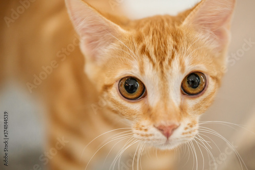 Closeup on curious ginger tabby young cat