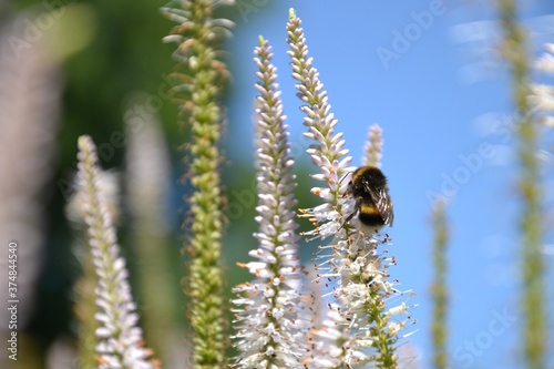 The Bombus hypnorum (tree bumblebee or new garden bumblebee) collecting pollen from the Veronica gentianoides (gentian speedwell) flowers. Selective focus photo