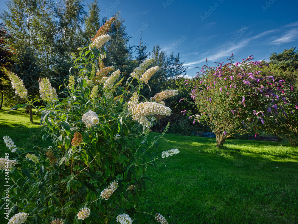 Obraz premium White Buddleia glows in the late evening sunshine on the moorland smallholding at 900ft in Nidderdale
