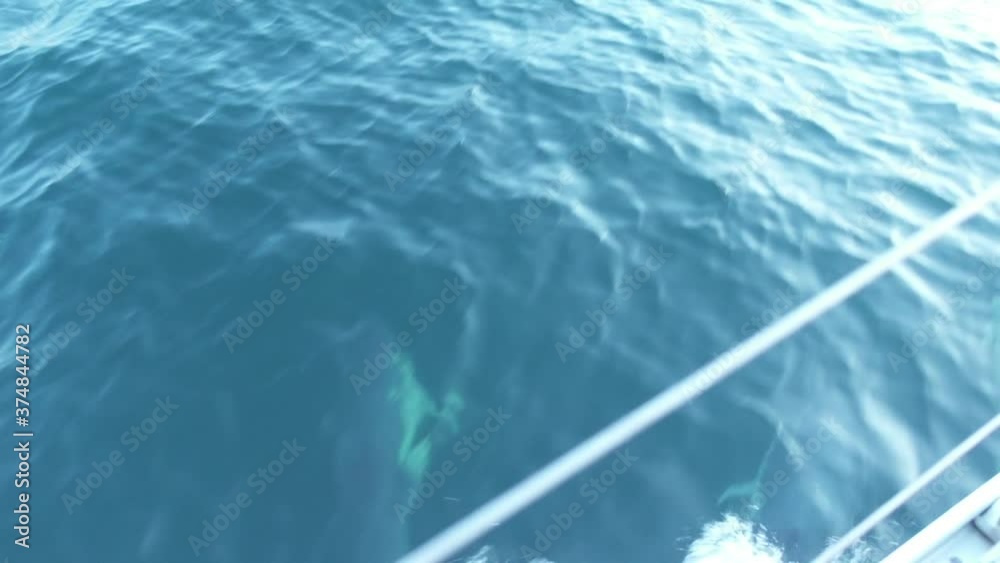 Playful dolphins in Lyme Bay UK playing around the bow wave of a sailing boat with audio. Shot at 50fps so you can also create smooth slow motion too.
