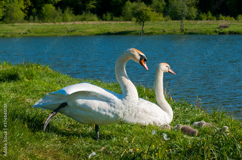 pair of swans with little swans pair of swans with little swans