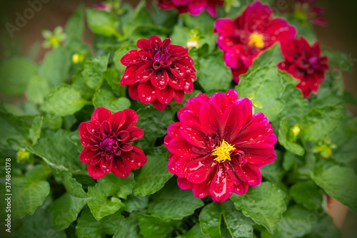 Blooming purple dahlia after rain in a pot. Red Dahlia covered with rain drops