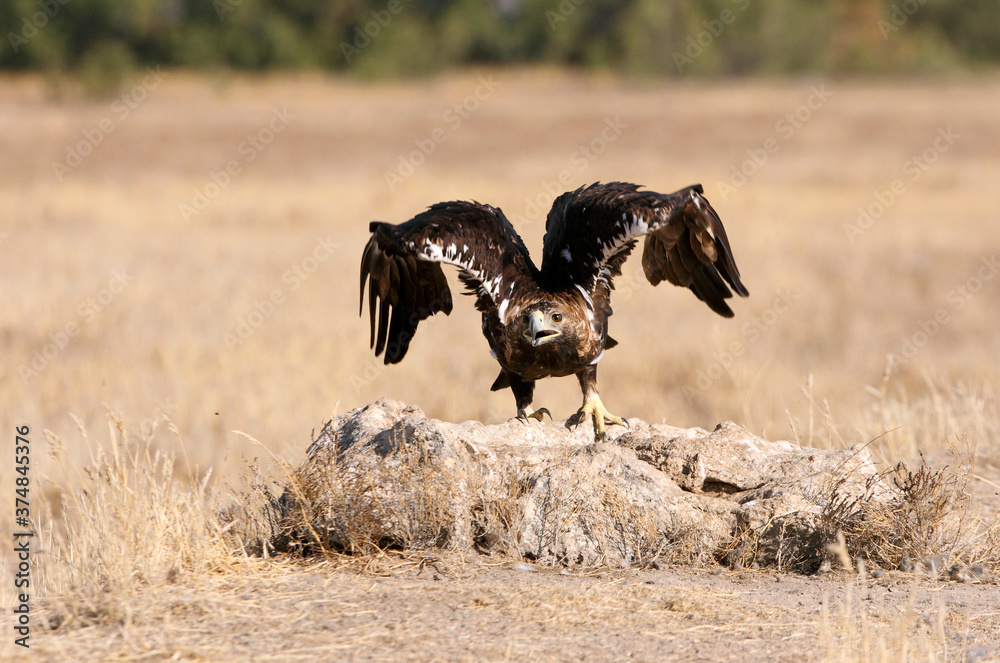 Spanish Imperial Eagle five years old female with the first light of day Spanish Imperial Eagle five years old female with the first light of day