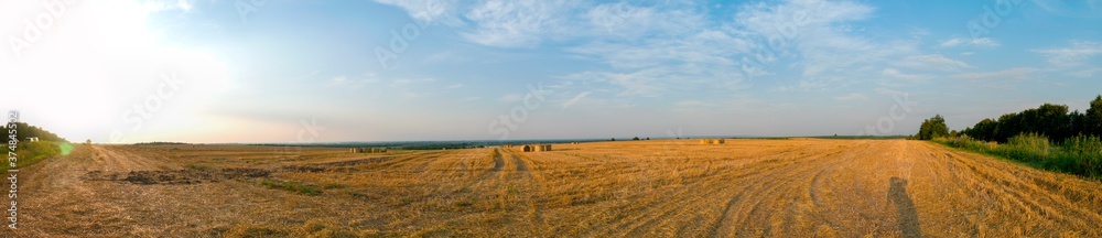 Panorama of bright yellow and golden haystacks on an agricultural field on a sunny summer day.