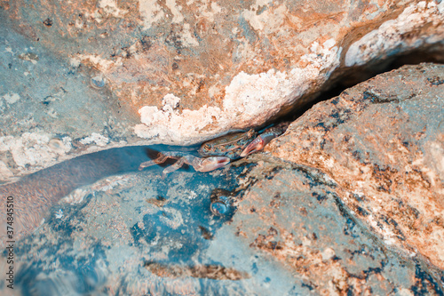 Granchio nascosto tra gli scogli nel mare photo