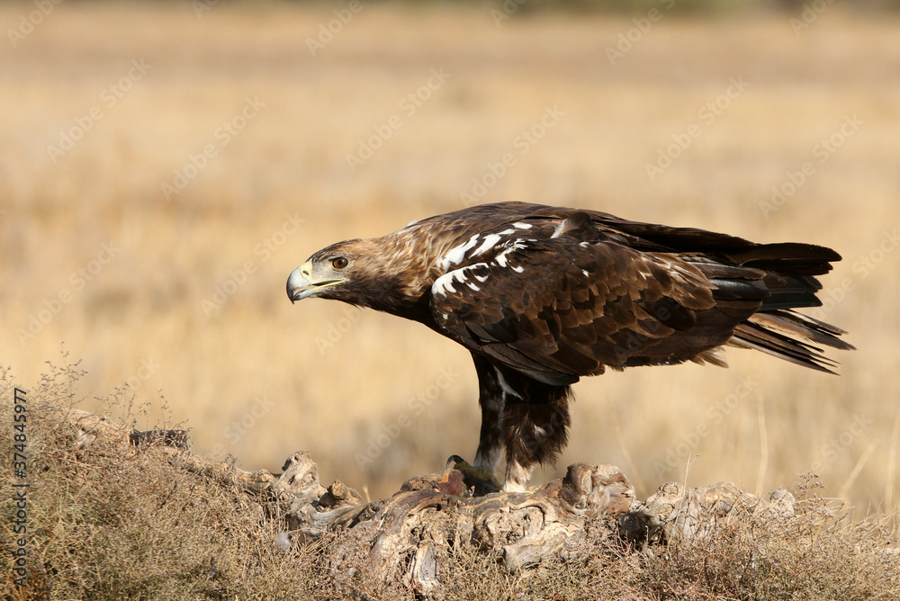 Spanish Imperial Eagle adult male with the first light of day Spanish Imperial Eagle adult male with the first light of day