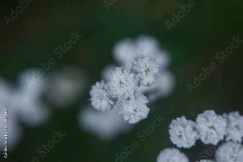  closeup of small white flowers