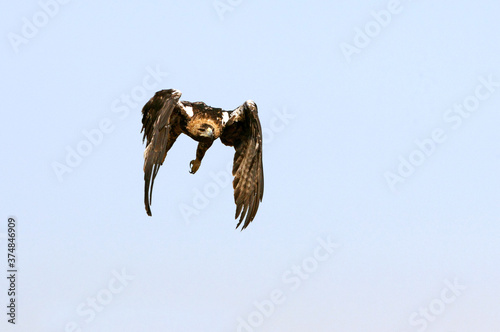 Five years ild female of Spanish Imperial Eagle flying with the first light of day photo