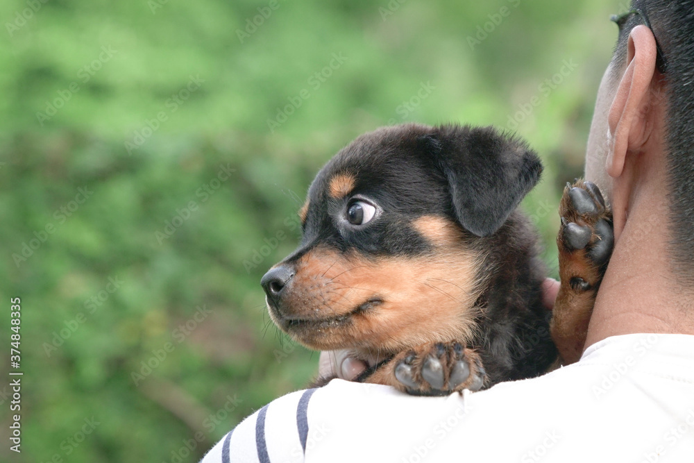 Puppy dog's head on the shoulder of adult man Puppy dog's head on the shoulder of adult man