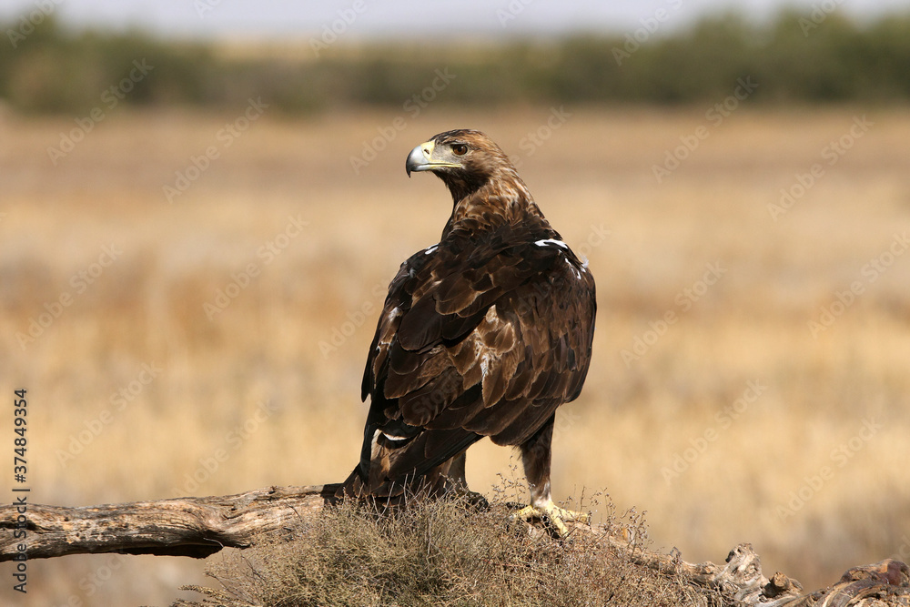Spanish Imperial Eagle adult male with the first light of day Spanish Imperial Eagle adult male with the first light of day