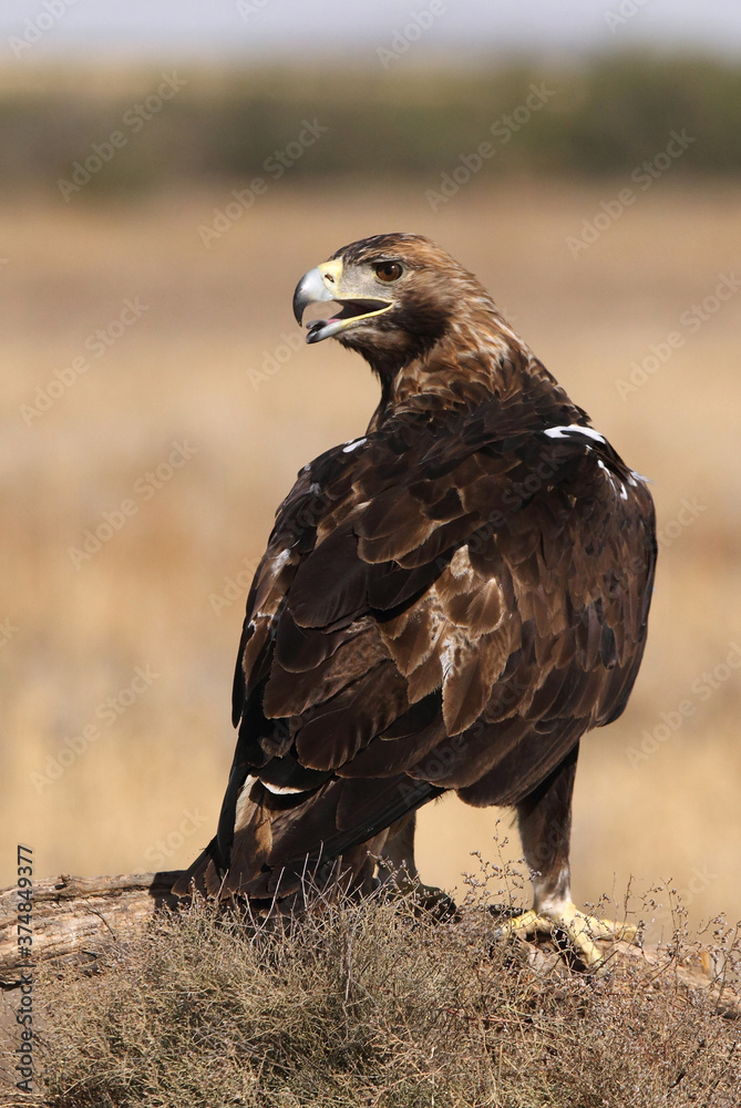 Adult male of Spanish Imperial Eagle with the first light of day Adult male of Spanish Imperial Eagle with the first light of day