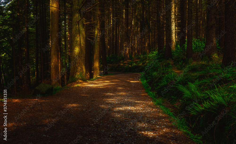 Obraz premium path in the woods