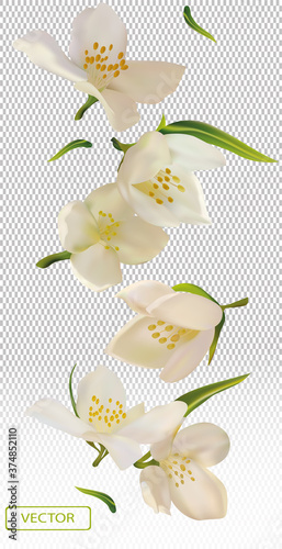 White flower jasmine with green leaf. Blooming jasmine, design for cosmetic product, tea, perfume, essential oil. Beautiful jasmine background. Banner for you health products. 3d vector illustration.