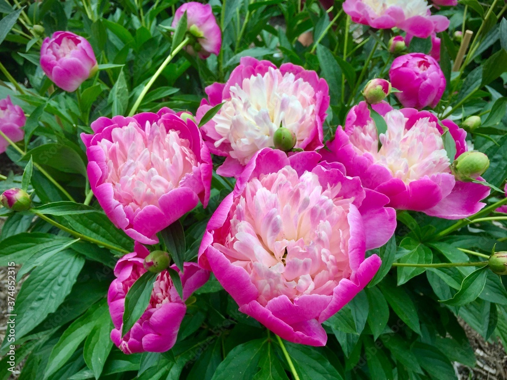 Bowl of beauty peony flowers, fully blooming in the botanical garden, metro Detroit, Michigan.