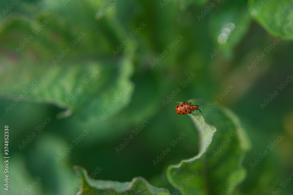 Red Milkweed Beetle sitting on a green leaf Red Milkweed Beetle sitting on a green leaf