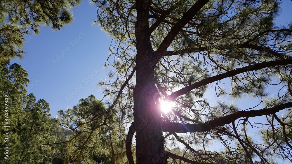 Fototapeta premium Sonne hinter Kiefer, La Caldera, Teneriffa