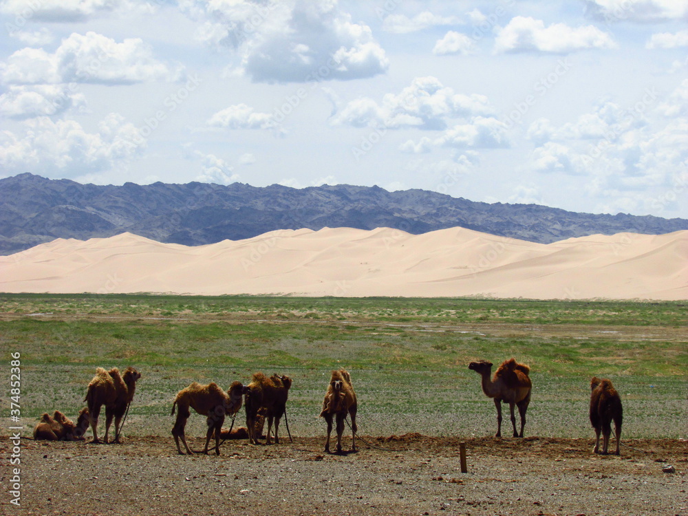 Baby camels in Mongolian gobi